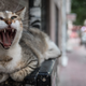 Image for article titled Cat Food Foils Scientists